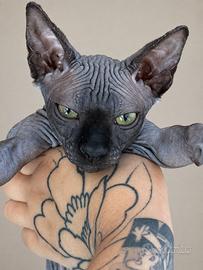 Sphynx maschio