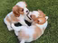 Immagine 3