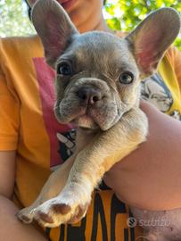 Cuccioli bulldog francese