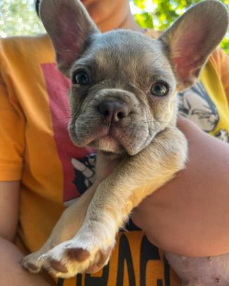Cuccioli bulldog francese