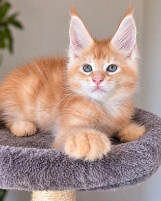 Disponibili cuccioli maine coon