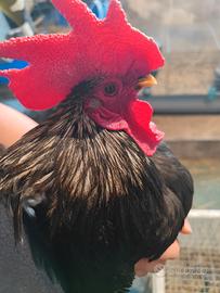 Coppie gallo gallina Chabo Nagasaki