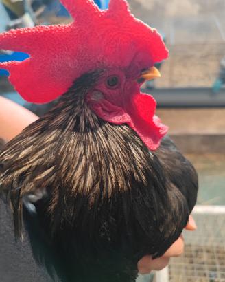Coppie gallo gallina Chabo Nagasaki
