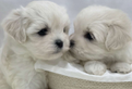 Cuccioli di maltese con pedigree