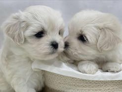 Cuccioli di maltese con pedigree