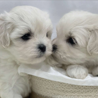 Cuccioli di maltese con pedigree