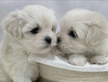 Cuccioli di maltese con pedigree