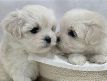 Cuccioli di maltese con pedigree