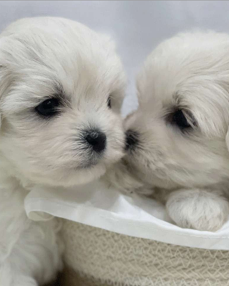 Cuccioli di maltese con pedigree