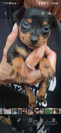 Animali