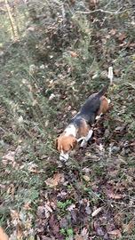 Beagle