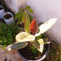 7€ ficus elastico e avocato 