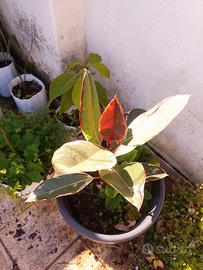 7€ ficus elastico e avocato 