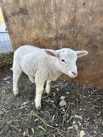 Agnelli Razza Berrichon