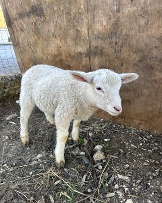 Agnelli Razza Berrichon