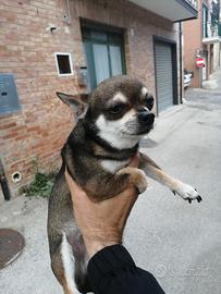 Maschio chihuahua Disponibile per accopiamento