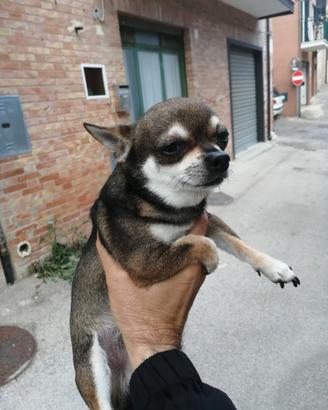 Maschio chihuahua Disponibile per accopiamento