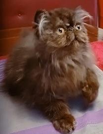disponibile cucciolo di gatto persiano 