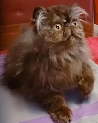 disponibile cucciolo di gatto persiano 