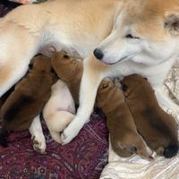 Cuccioli Shiba Inu Enci