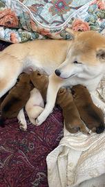 Cuccioli Shiba Inu Enci