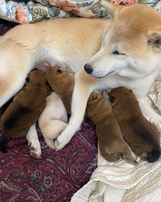 Cuccioli Shiba Inu Enci