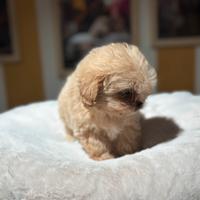 Micro maltipoo