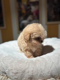 Micro maltipoo