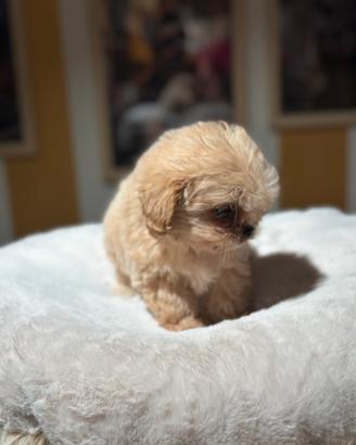 Micro maltipoo