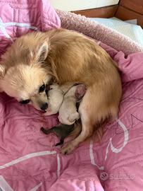 Chihuahua
