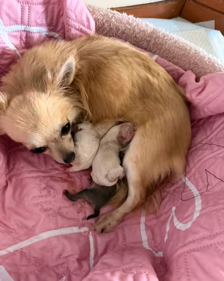 Chihuahua