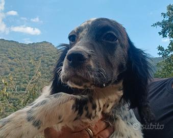 Cuccioli settet inglese