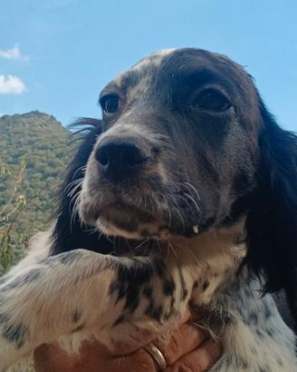 Cuccioli settet inglese