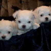 Cuccioli maltese