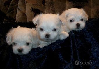 Cuccioli maltese