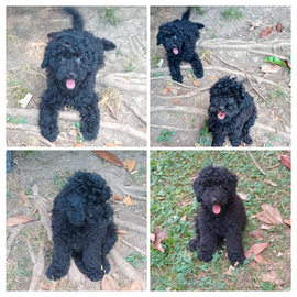 Barboncini toy Total Black