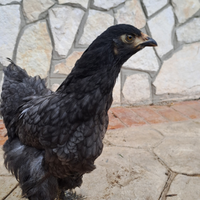 Pulcinotti-galletti brahma ornamentali