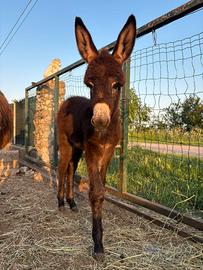 Cucciolo di Asino - 1 mese ?