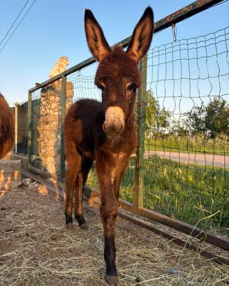 Cucciolo di Asino - 1 mese ?