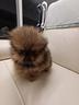 volpino-di-pomerania-mini-toy