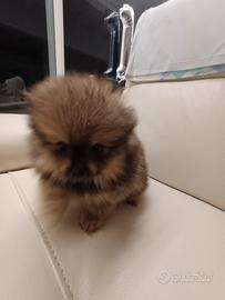 Volpino di pomerania mini toy