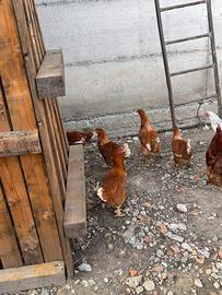 Galline rosse