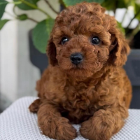 Cuccioli barboncino toy red