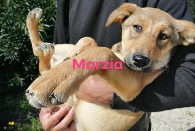 I nostri cani in canile