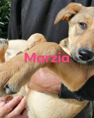 I nostri cani in canile