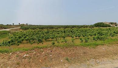 Terreno con uliveto