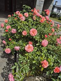Piante di rosa