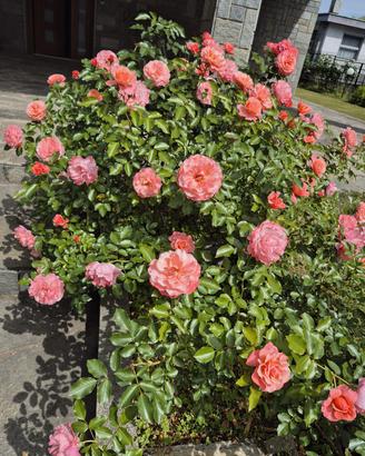 Piante di rosa