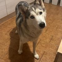 Cuccioli metticci di Husky