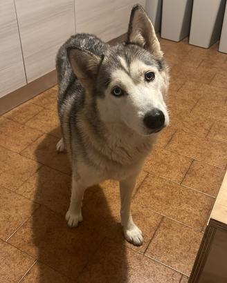 Cuccioli metticci di Husky